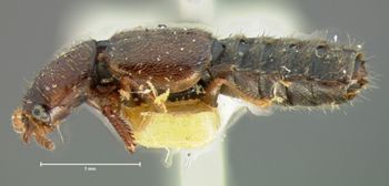 Media type: image;   Entomology 6526 Aspect: habitus lateral view
